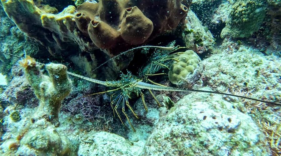 diving without a license catalina island from punta cana - Instructors and language support, and why patience matters most