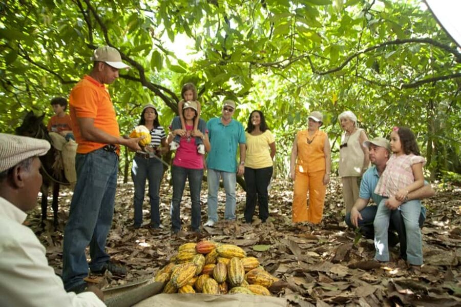 Dominican Republic: 3-Hour Chocolate Lovers Tour - Stop One: Organic Cacao Plantation Secrets