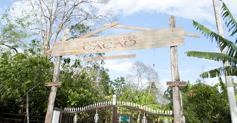 Dominican Republic: 3-Hour Chocolate Lovers Tour - Fermentation and Drying: Where Flavor Gets Set