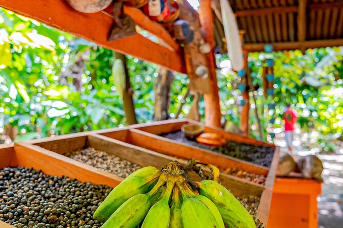 Dominican Republic Countryside Safari Tour from Punta Cana - A Dominican family home: coffee, mamajuana, and the real rhythm