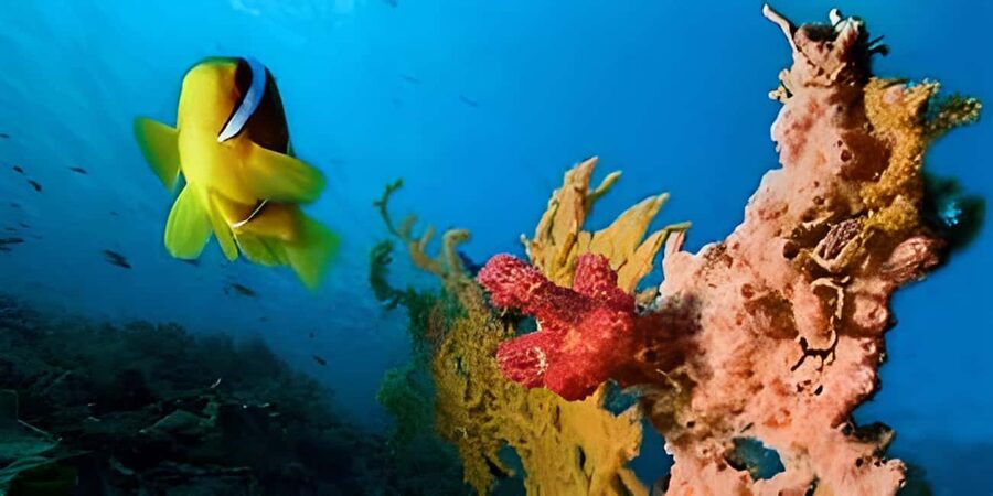 Experience the Exciting Caribbean Underwater World - The Included Drinks and Transport: Real Value in This 3-Hour Format