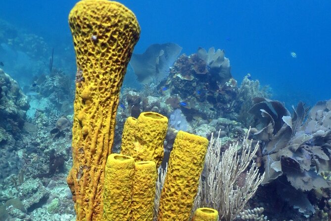 Fantastic Catalina island, beach and depth - Lunch and Drinks: Real Caribbean Fuel for a Full Day