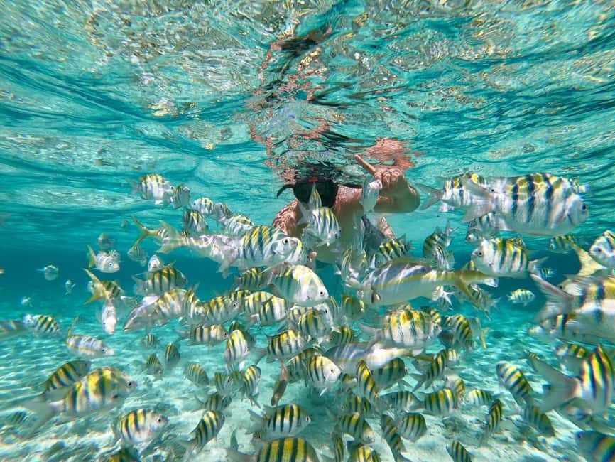 From Bavaro, Punta Cana: Boat Party, Snorkeling, Drinks, Snacks, and Transportation - Dolphins first: what the 25 minutes is really for