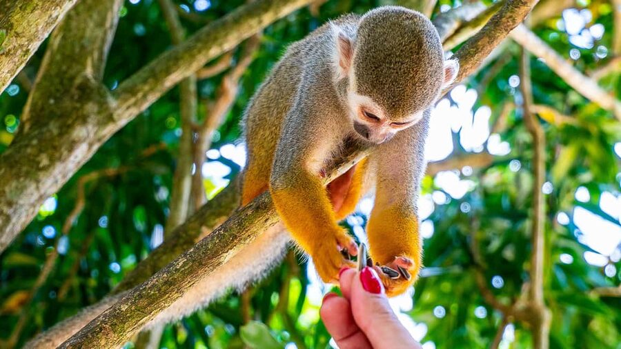 From Bayahibe: Half Day Monkeyland Safari - Why this Monkeyland Safari feels different from a zoo visit