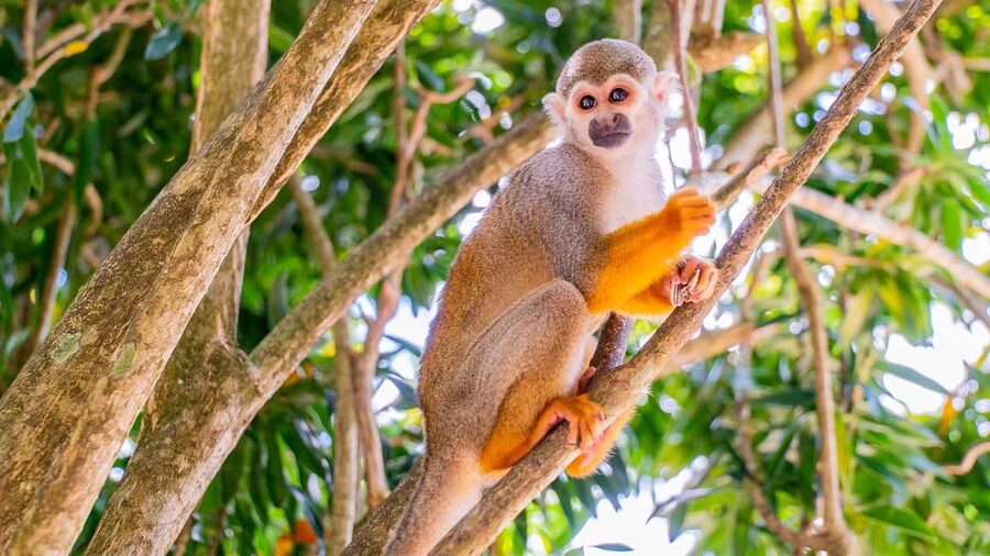 From Bayahibe: Half Day Monkeyland Safari - The local house visit: organic life, roasted coffee, and cocoa