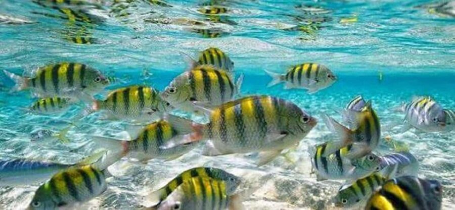 From Puerto Plata: Cayo Arena by VIP Speedboat and Snorkel - Monte Cristi National Park, mangroves first, then your first look around