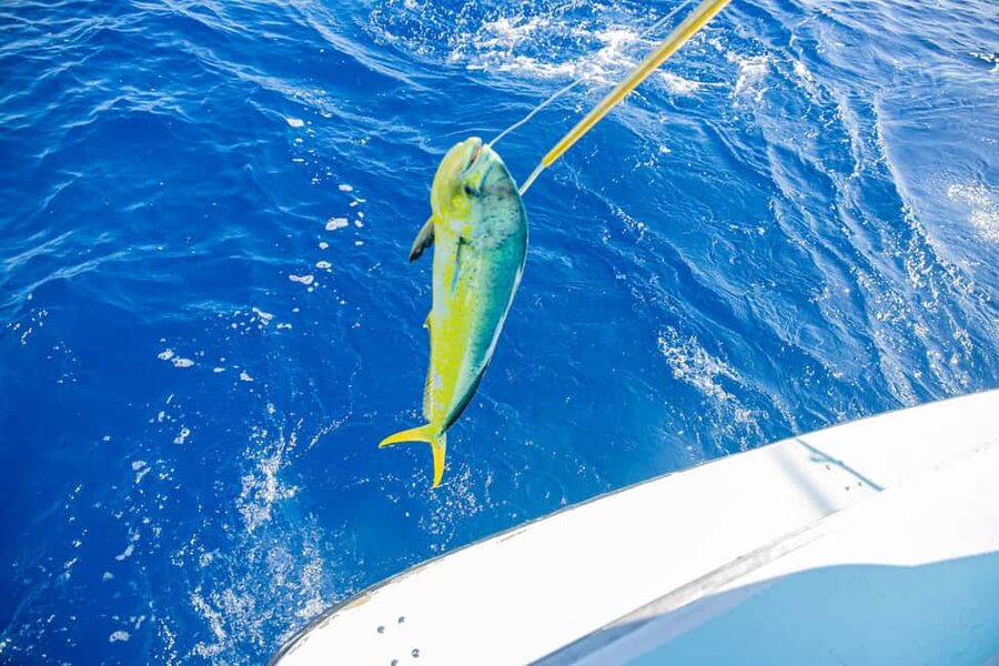 From Punta Cana: Deep Sea Fishing Tour by Boat with Drinks - Pickup and drop-off: the part you must not rush
