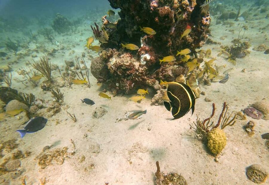 From Punta Cana or Bayahibe: Catalina Island with Snorkeling - Open bar and included drinks: good value, simple expectations