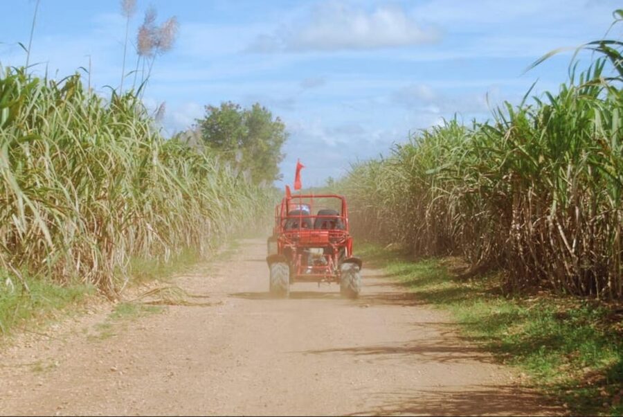 From Punta Cana or La Romana: Sugarcane Fields Buggy or Quad - Price and Value: What $45 Really Buys You