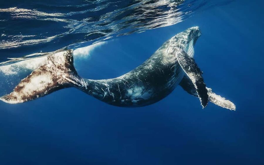 From Punta Cana: Samana Bay Private Whale Watching Cruise - On the boat: how you watch whales from Samana Bay