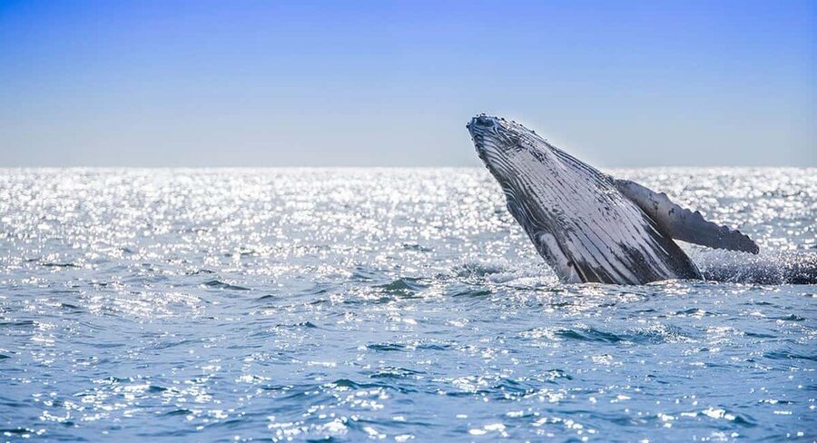 From Punta Cana: Samana Bay Whale-Watching Cruise with Lunch - Should you book Samana Bay Whale-Watching Cruise with Lunch?