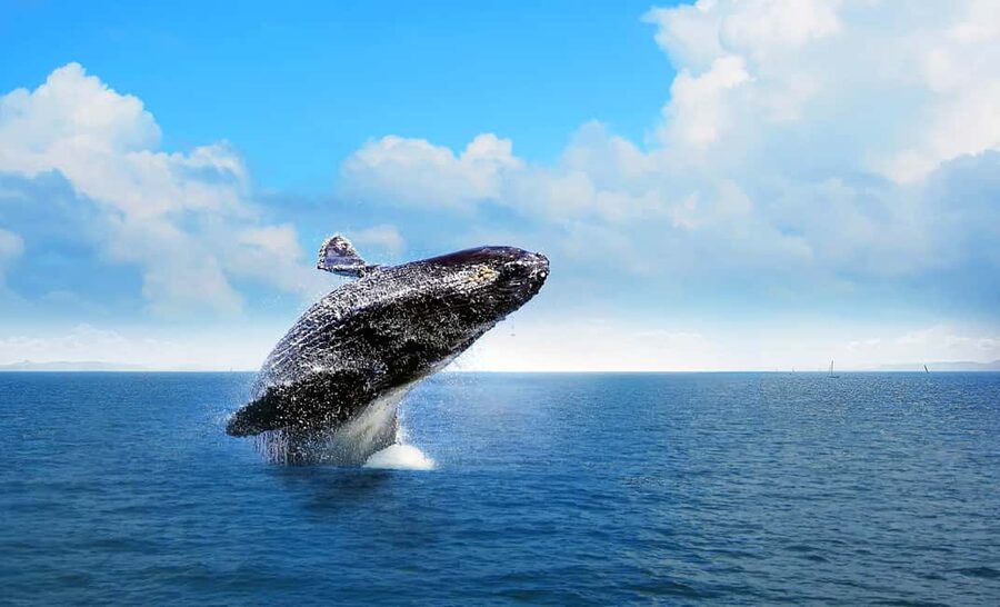 From Punta Cana: Samana Bay Whale-Watching Cruise with Lunch - Samana Bay whale watching from Punta Cana: what you’re really signing up for