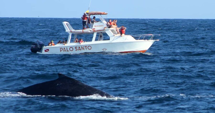 From Punta Cana: Samana Bay Whale-Watching Cruise with Lunch - Whale-spotting basics: song, leaps, and quick glimpses