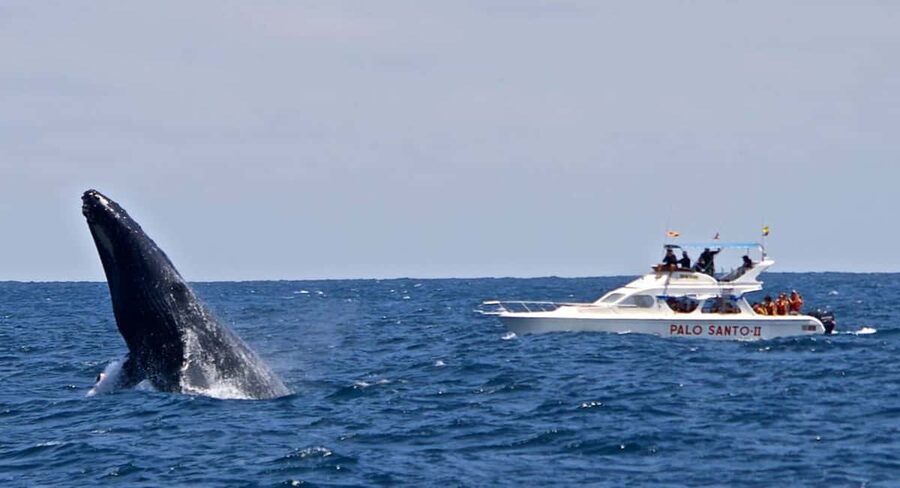 From Punta Cana: Samana Bay Whale-Watching Cruise with Lunch - Cayo Levantado: the beach lunch stop that keeps the day balanced