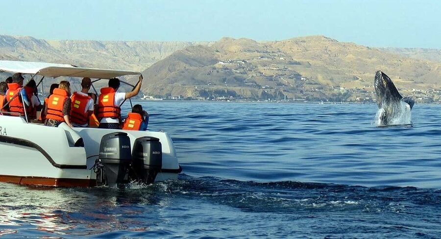 From Punta Cana: Samana Bay Whale-Watching Cruise with Lunch - The long-day reality: how the timing can feel in practice