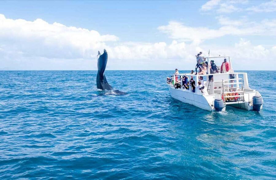 From Punta Cana: Samana Bay Whale-Watching Cruise with Lunch - Price and value: is $140 per person worth it?