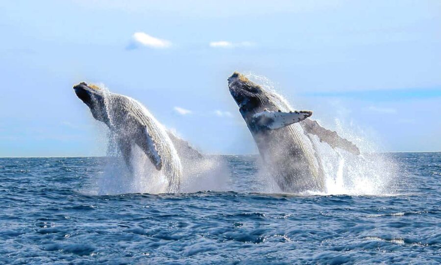 From Punta Cana: Samana Bay Whale-Watching Cruise with Lunch - What the guide actually adds on the water