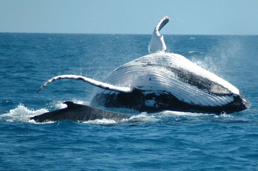From Punta Cana: Sanctuary Whale Watching Day Trip - El Limon Waterfall on Horseback: Fun, But Manage the Tip Pressure