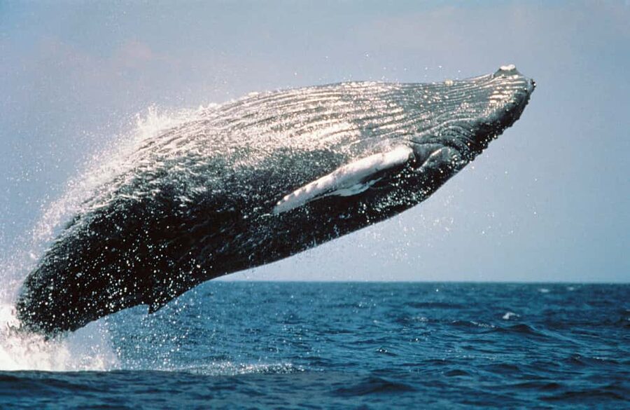 From Punta Cana: Sanctuary Whale Watching Day Trip - The Long Drive From Punta Cana to Miches, and Why It Feels Like a Workout