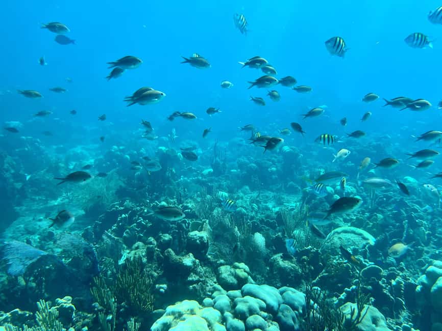 From Punta Cana: Small Group Catalina Island Snorkeling Tour - Why Catalina’s snorkel stops feel worth the time