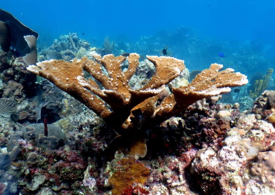 From Punta Cana: Small Group Catalina Island Snorkeling Tour - The Wall and the Aquarium: your underwater game plan
