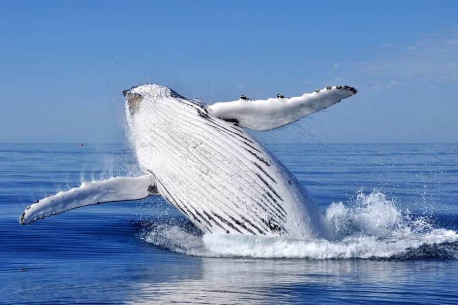 From Punta Cana: Whale Watching and Montana Redonda Tour - Punta Cana to Samana Bay, the Long Day That’s Actually Worth It