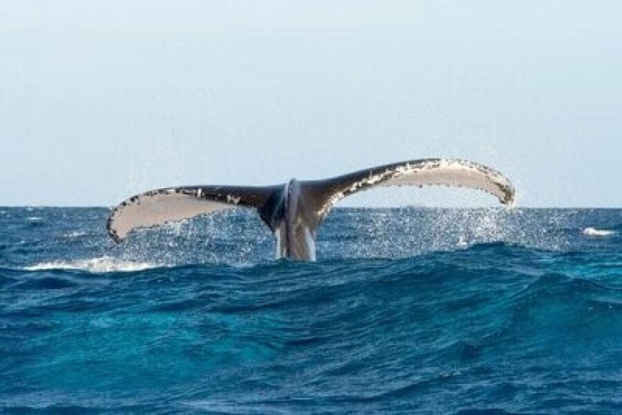 From Punta Cana: Whale Watching and Montana Redonda Tour - Back to Miches and the Ride Toward Montaña Redonda
