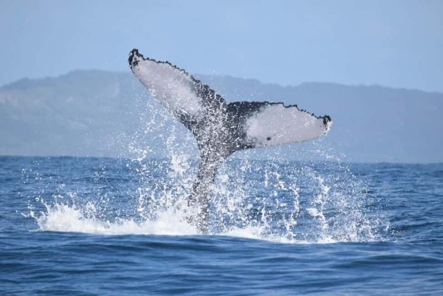 From Punta Cana: Whale Watching and Montana Redonda Tour - The Safari Truck Climb, Why the Ride Matters