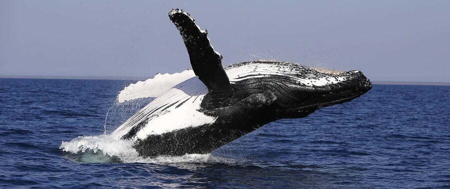 From Punta Cana: Whale Watching and Montana Redonda Tour - The Return Trip Through Authentic Dominican Roads