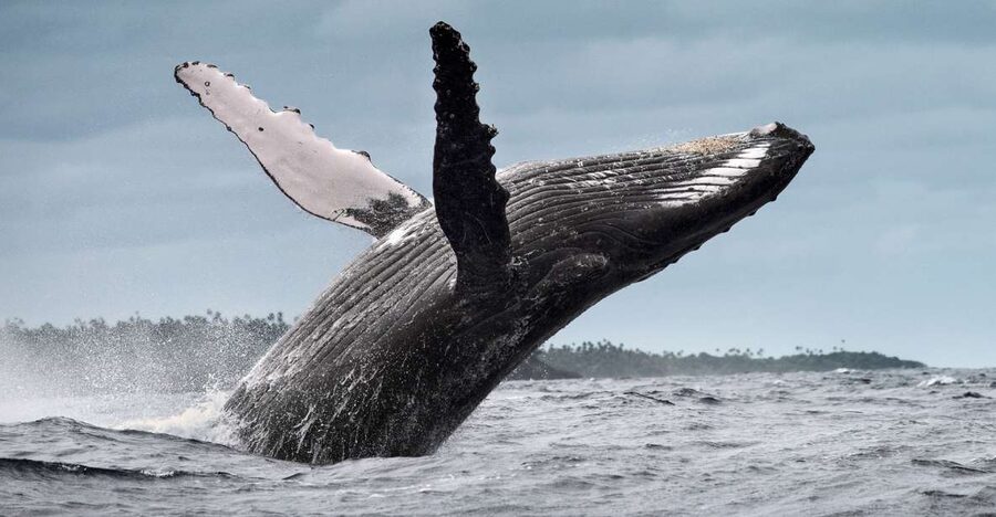From Samaná: Whale Watching and Cayo Levantado Boat Tour - Beach Time on Cayo Levantado: Great Views, Real Crowds
