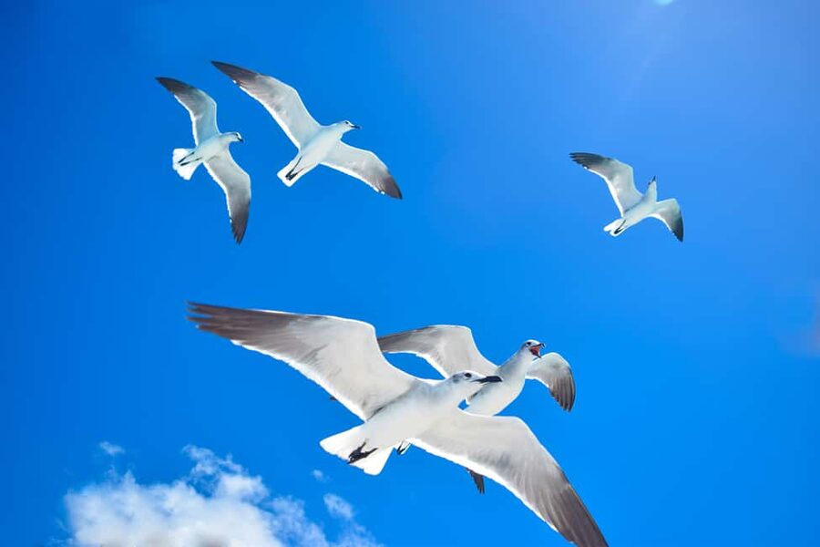 From Santo Domingo: Saona Island Day Trip w/ Lunch & Drinks - Isla Saona Free Time (2 Hours 45 Minutes): Beach Time That You Control