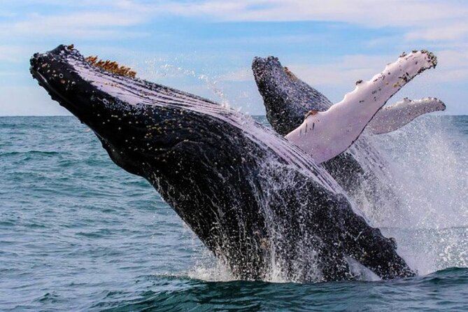 Full Day Bacardi Whale Watching - End Season March 30th - Whale Watching Season Finale in Samaná Bay (March 30 dates matter)