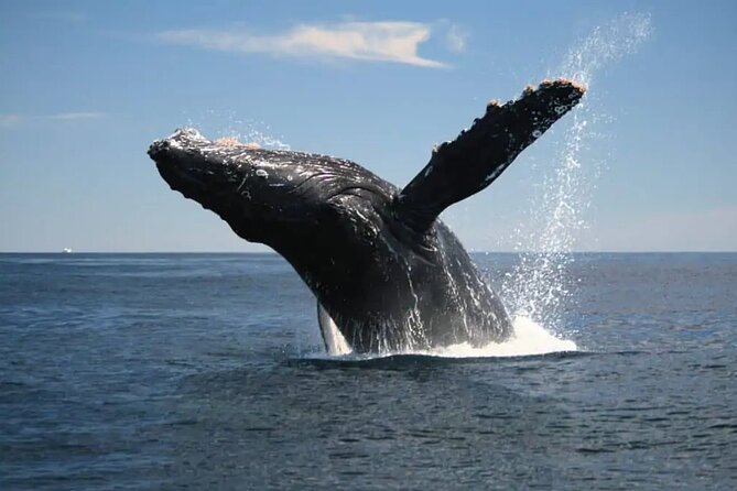 Full Day Bacardi Whale Watching - End Season March 30th - What to bring so the day feels easy
