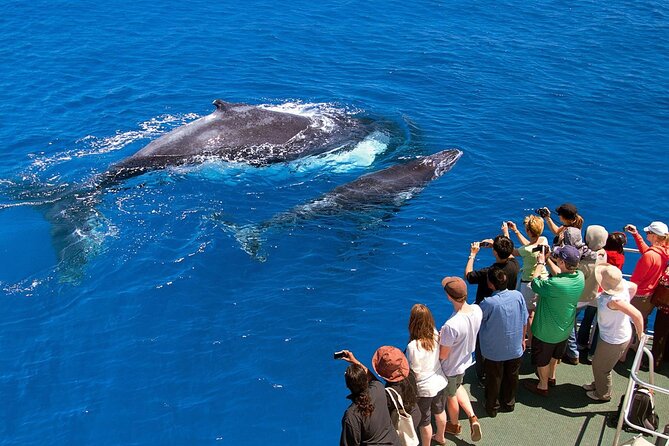 Full Day Bacardi Whale Watching - End Season March 30th - Ending the day: return ride and the comfort of a full-day plan