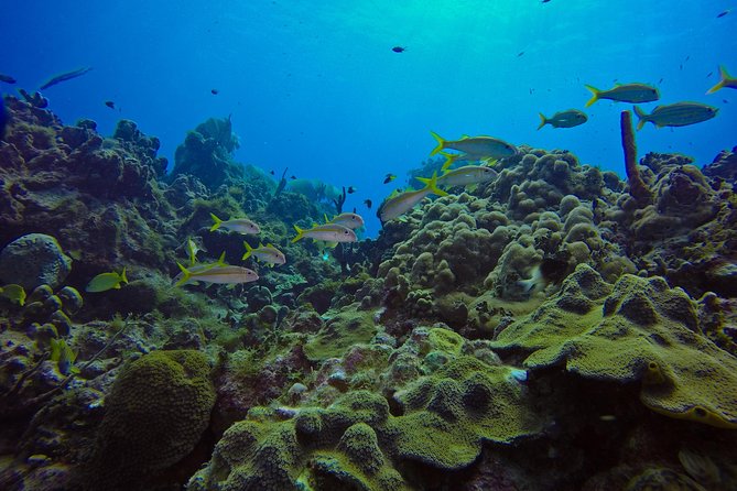 Full-Day Catalina Island Scuba Diving Tour from La Romana - What you’ll see above water: snorkeling around Catalina’s coast