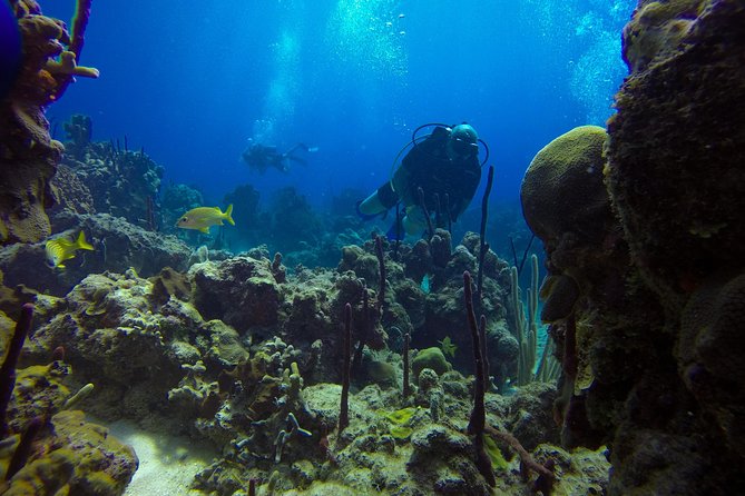 Full-Day Catalina Island Scuba Diving Tour from La Romana - Instructors, check-in, and what to do before you hit the water