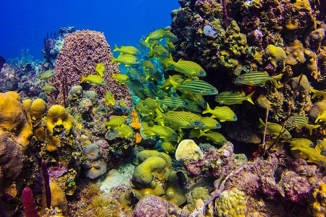 Full-Day Catalina Island Scuba Diving Tour from Punta Cana - From Punta Cana to Catalina Island on a fast catamaran