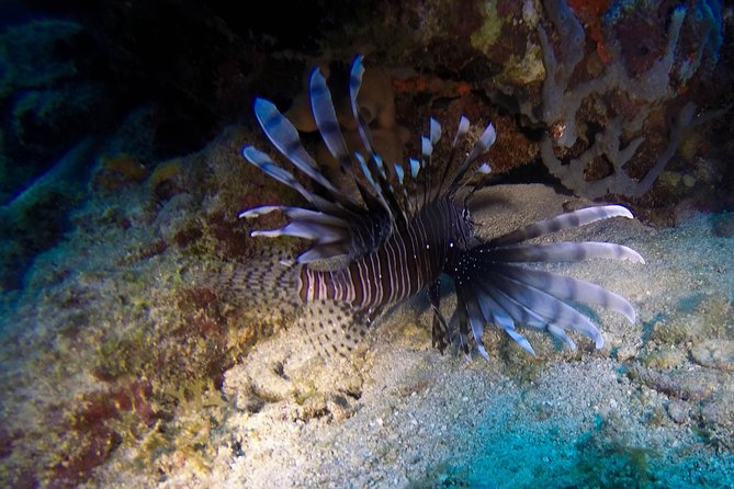 Full-Day Catalina Island Scuba Diving Tour from Punta Cana - Underwater Stop Two at the Aquarium: better visibility and more variety