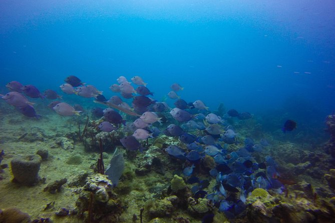 Full-Day Catalina Island Snorkeling Tour from Bavaro - Staff and service style: the difference between smooth and chaotic