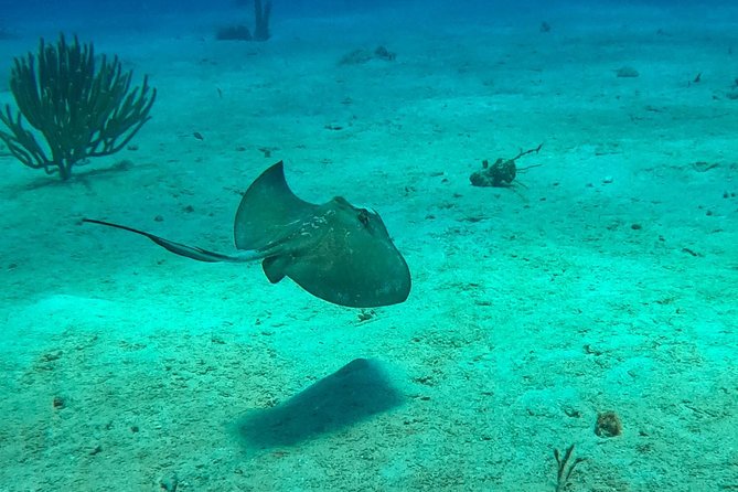 Full-Day Catalina Island Snorkeling Tour from Bavaro - Lunch and the lobster add-on reality check