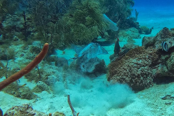 Full-Day Catalina Island Snorkeling Tour from La Romana - From La Romana: why Catalina is such a good day trip