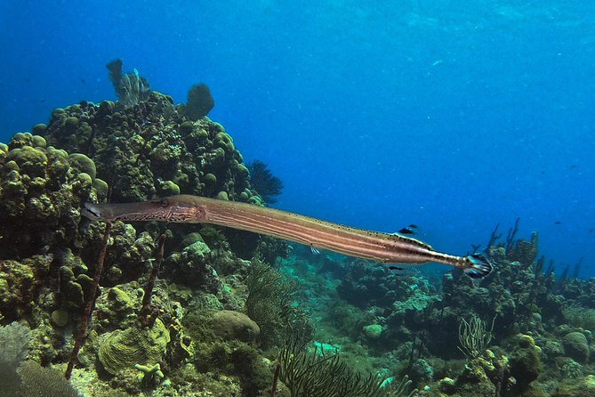 Full-Day Catalina Island Snorkeling Tour from La Romana - West-side Catalina beach: lunch, loungers, and shoreline snorkeling
