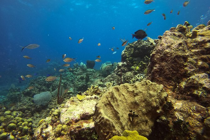 Full-Day Catalina Island Snorkeling Tour from La Romana - Boat comfort, crowds, and seasickness: what to watch