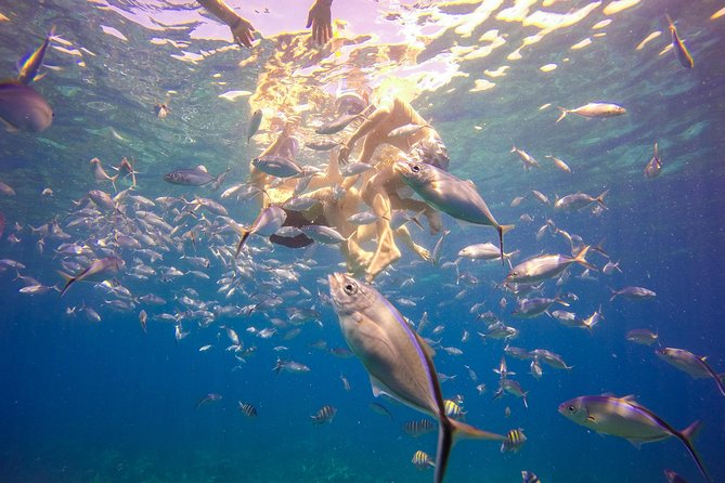 Full-Day Catalina Island Snorkeling Tour from La Romana - Price and value: $72, and what you truly get for it