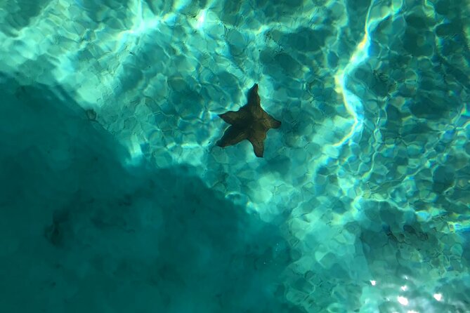 Full-Day Saona Island Escape – Beaches, Adventure, Paradise Vibes - Snorkeling in the starfish natural pool: the highlight people remember