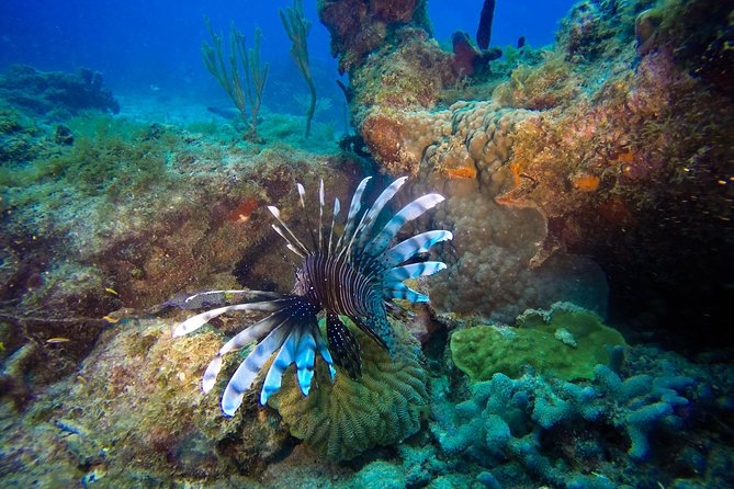 Full-Day Scuba Diving Catalina Island Tour from Bavaro - From Bavaro to La Romana: the 9-hour day setup
