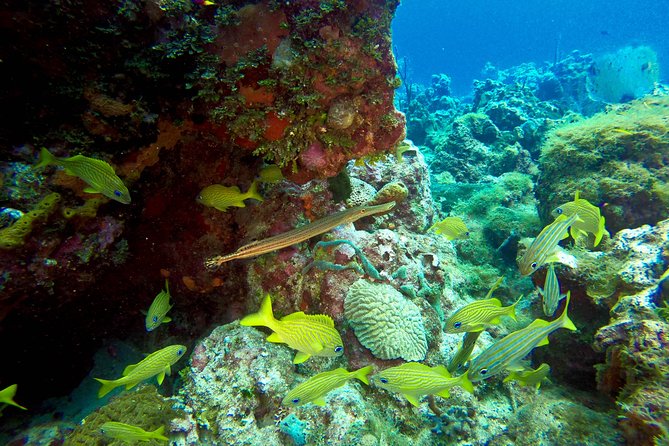 Full-Day Scuba Diving Catalina Island Tour from Bavaro - The boat ride: what you get between stops