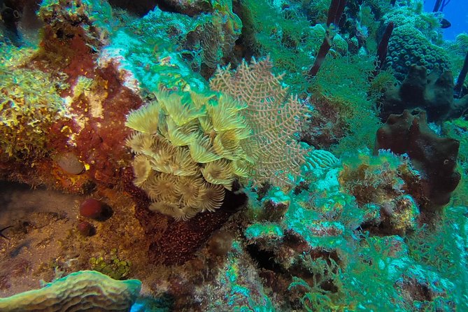 Full-Day Scuba Diving Catalina Island Tour from Bavaro - The private island beach stop: lunch, loungers, swimming, and time to reset