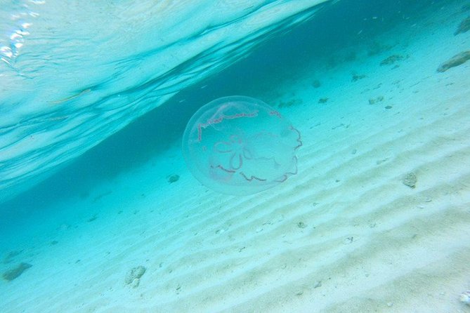 Full-Day Tour to Punta Rucia and Cayo Arena with Snorkeling - What Can Go Wrong, and How to Choose a Smarter Day for You