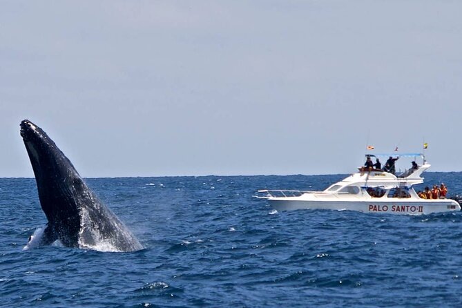 Full-Day Whale Watching Tour in Samana Bay from Cabeza de Toro - From Cabeza de Toro to Samaná Bay: the Long Day Factor